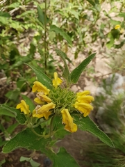 Phlomis viscosa