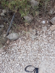 Cephalaria joppensis