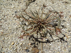 Claytonia parviflora viridis