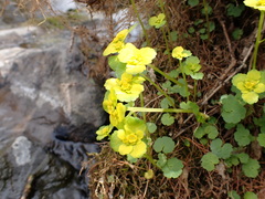 Chrysosplenium serreanum