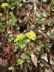 Chrysosplenium serreanum