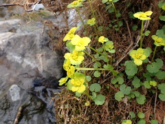 Chrysosplenium serreanum