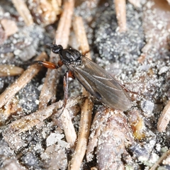 Bibio pomonae