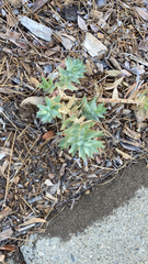 Myrsiniteae
