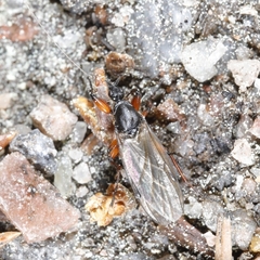 Bibio pomonae