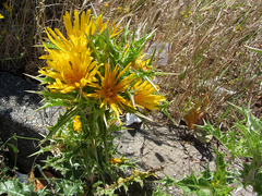 Scolymus hispanicus