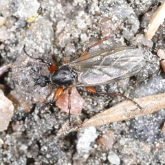 Bibio pomonae