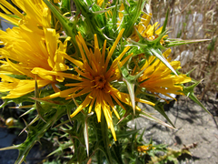 Scolymus hispanicus