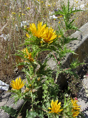 Scolymus hispanicus