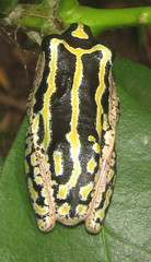 Hyperolius marmoratus taeniatus