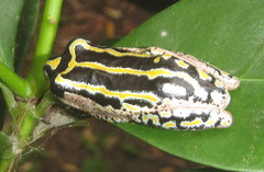 Hyperolius marmoratus taeniatus