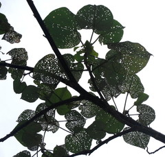 Nisotra