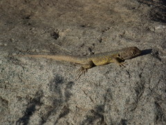 Liolaemus atacamensis