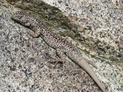 Liolaemus lorenzmuelleri