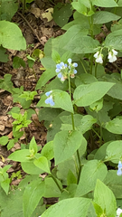 Symphytum caucasicum