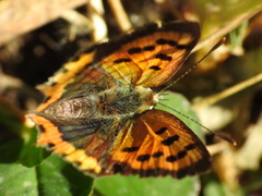 Lycaena phlaeas