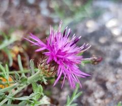 Centaurea limbata