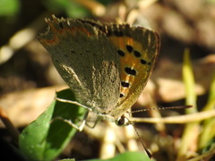Lycaena phlaeas