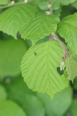 Scolopostethus thomsoni