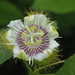 Stinking Passionflower - Photo (c) 葉子, some rights reserved (CC BY-NC), uploaded by 葉子