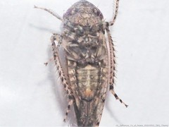 Paraphlepsius tennessus