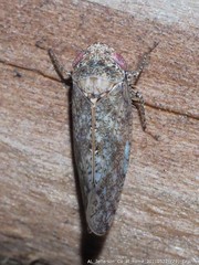 Paraphlepsius tennessus