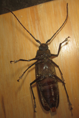 Macrotoma natala