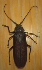 Macrotoma natala