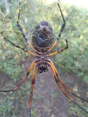 Trichonephila sexpunctata