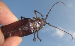 Macrotoma natala