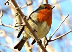 Erithacus rubecula