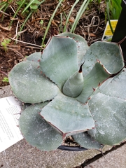 Agave parryi truncata