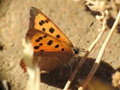 Lycaena phlaeas