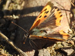 Lycaena phlaeas