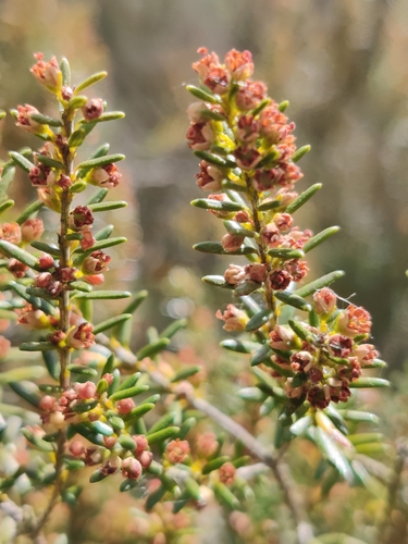 Common besom heath