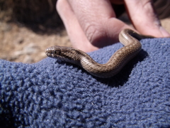 Galvarinus chilensis