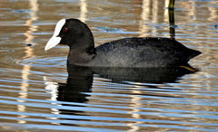 Fulica atra