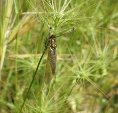 Libelloides ictericus