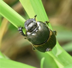 Onthophagus medius
