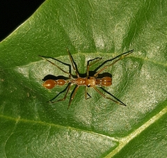 Myrmarachne assimilis