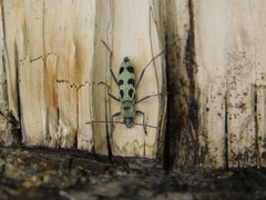 Chlorophorus herbstii