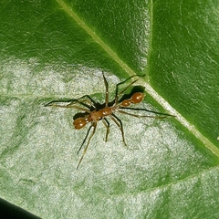 Myrmarachne assimilis