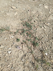 Astragalus silvisteppaceus