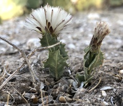 Acourtia nana