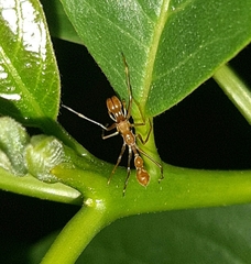 Myrmarachne assimilis