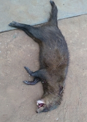 Crossarchus platycephalus