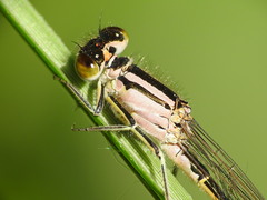 Ischnura graellsii