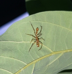 Myrmarachne assimilis