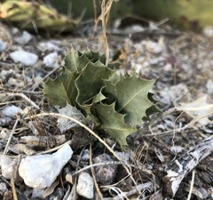 Acourtia nana