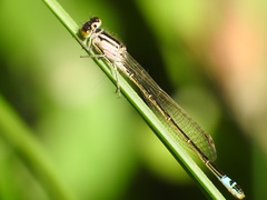 Ischnura graellsii